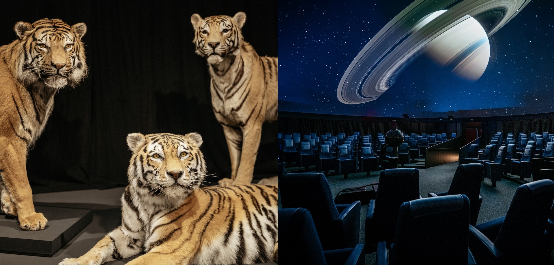 Drei Tiger und der Blick ins Planetarium mit Sitzen, Projektor und dem projizierten Saturn. Drei Tiger und der Blick ins Planetarium mit Sitzen, Projektor und dem projizierten Saturn.