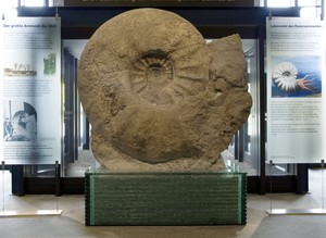 Ein großer fossiler Ammonit. Ein großer fossiler Ammonit.