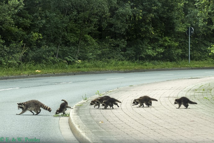 Waschbären (Procyon lotor), die eine Straße überqueren.