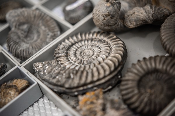 Ammoniten in einer Sammlungsschublade