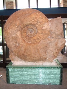 Der größte Ammonit der Welt. Foto:LWL/Fialla