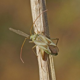 Gemeine Zierwanze (Adelphocoris lineolatus).