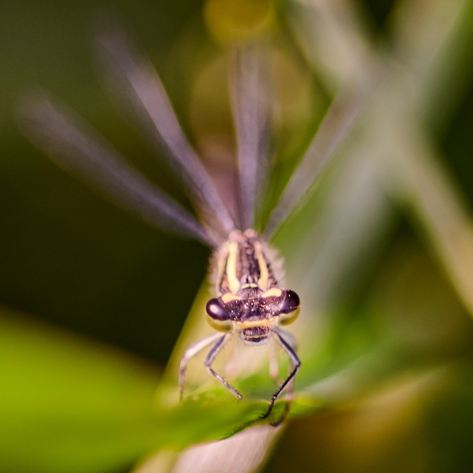 Eine Libelle auf einer Pflanze. (vergrößerte Bildansicht wird geöffnet)