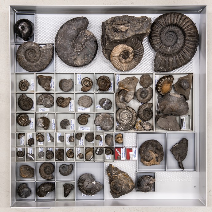 Blick in eine Schublade mit vielen Ammoniten (vergrößerte Bildansicht wird geöffnet)