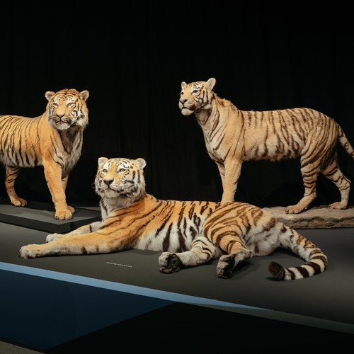 Tiger im Eingangsbereich der Ausstellung Gene - Vielfalt des Lebens Tiger im Eingangsbereich der Ausstellung Gene - Vielfalt des Lebens