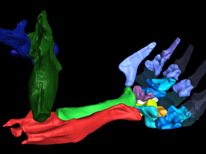 3D-Modell von Skelettteilen eines Maulwurfs (vergrößerte Bildansicht wird geöffnet)