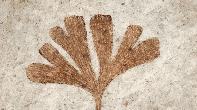 Fossil eines Ginkgoblattes aus der Kreide von China