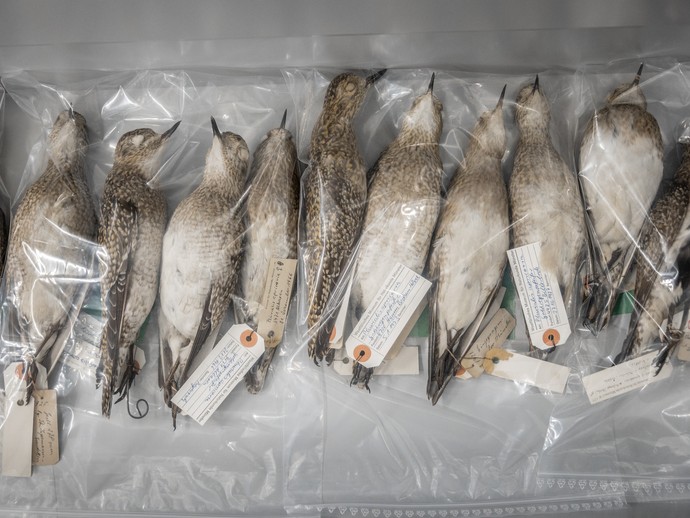 Eingepackt in durchsichtige Plastiktüten liegen mehrere Vögel nebeneinander in einer Schublade. (vergrößerte Bildansicht wird geöffnet)