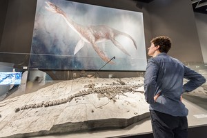 Ein Westphaliasaurus-Fossil. Foto: LWL/Steinweg