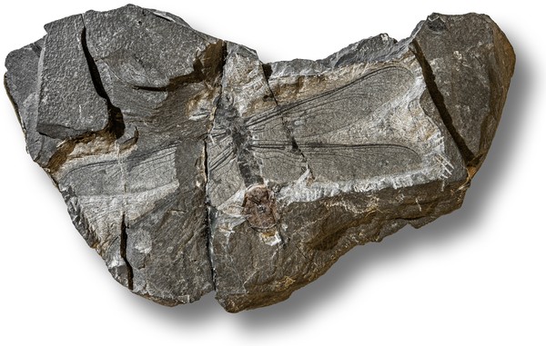 Fossiles Fluginsekt aus dem Karbon von Hagen-Vorhalle